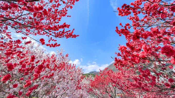 【1泊2食】【春の花満開】南信州♪絶景！昼神温泉・阿智村の『はなもも』プラン！信州花めぐり♪